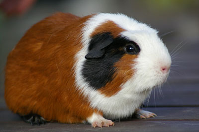 Asterix