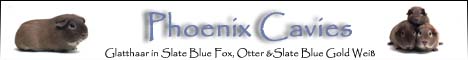 RMSZ Phoenix Cavies