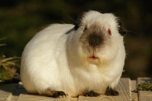 Erlk&ouml;nig von den MoSS