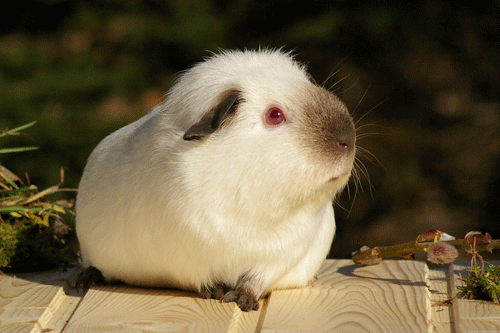 Iris vom Sonnenland