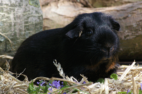 Isell von den Naturburschen