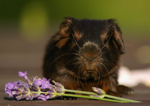 Lavendel von den MOSS