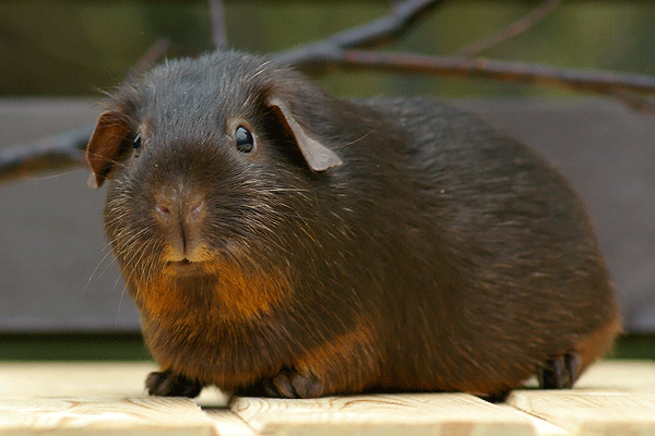 Lavendel von den MoSS