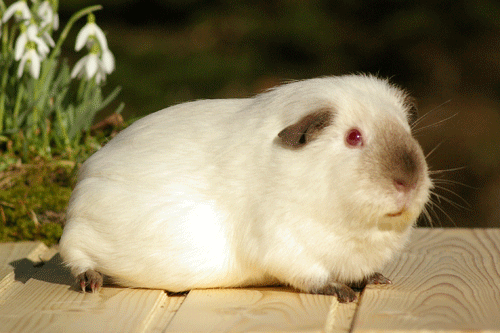 Flotte Lotte von den MoSS