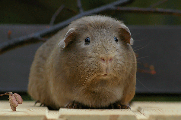 Marena vom Eisberg