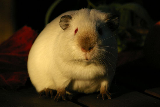Moloko von den MoSS