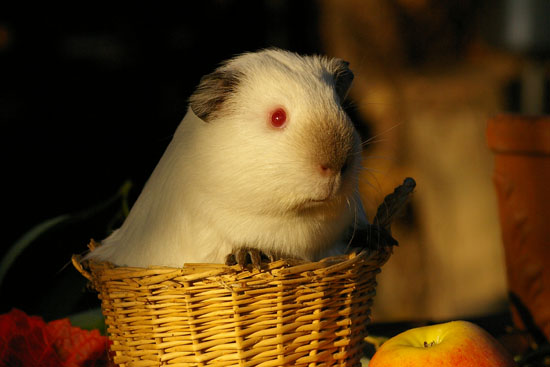 Moloko von den MoSS