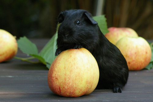 Morrissey von den MOSS