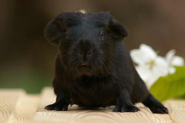 Oprah von den MOSS