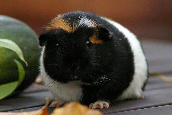 Lady Pippilotta de lütten Quietscher