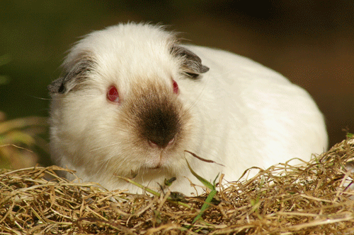 Sieglinde von den MoSS