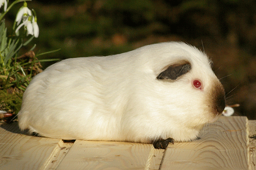 Sieglinde zur Hochlandoase