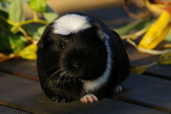 Sindbad von den MoSS