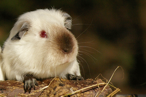 Tobi von den MoSS