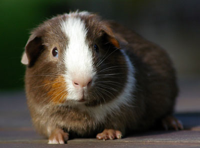 Phoenix Cavies Vangelis