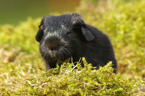 Wackerbarth von den MOSS