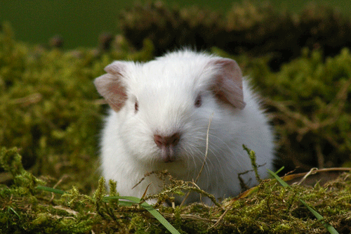 Weintraube von den MOSS