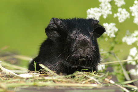 Zaunkönig von den MOSS