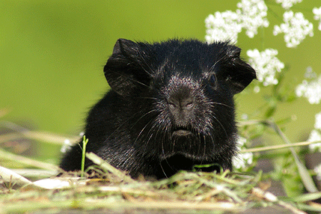 Zaunkönig von den MOSS