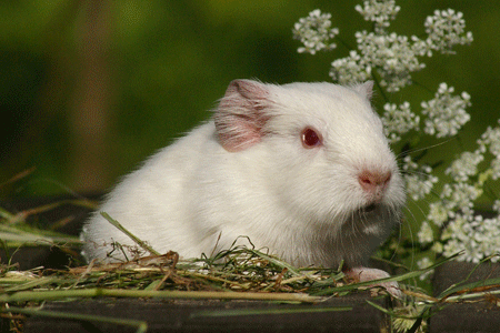 Zitrönchen von den MOSS