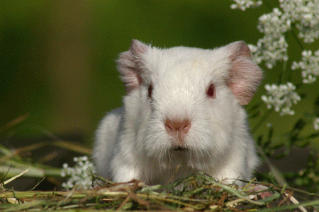 Zitrönchen von den MOSS