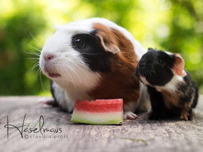 Haselmaus mit Kuni