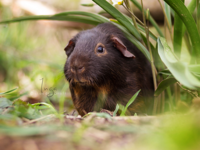 Inga von den Mondscheinschweinchen