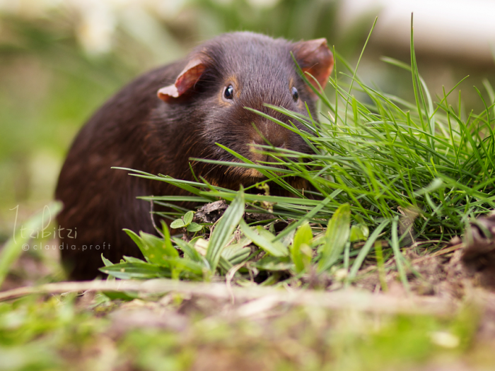 Itzibitzi von den Mondscheinschweinchen