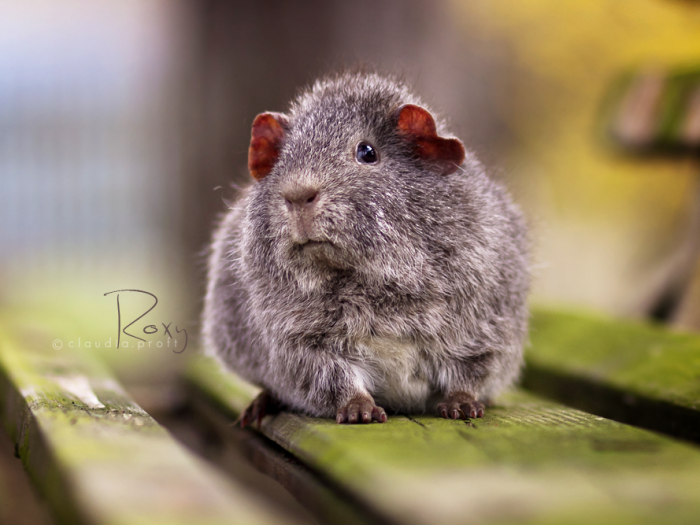 Roxy von den Mondscheinschweinchen