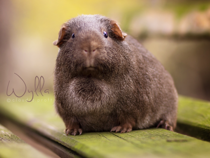 Wylla von den Mondscheinschweinchen