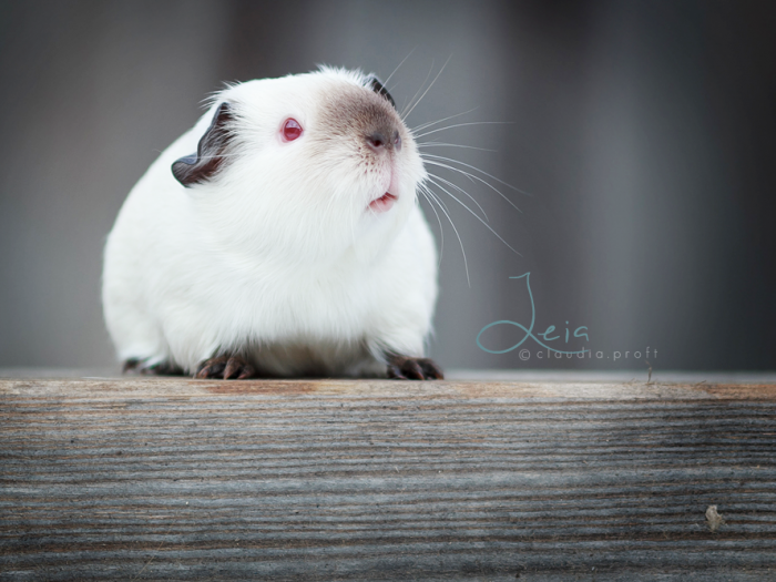 Leia von den Mondscheinschweinchen