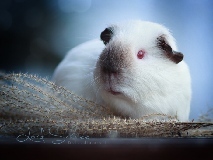 Lord Schnee vom Lindelbach