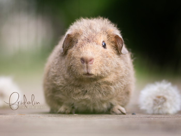 fridolin
