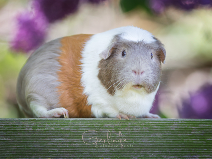 Gerlinde
