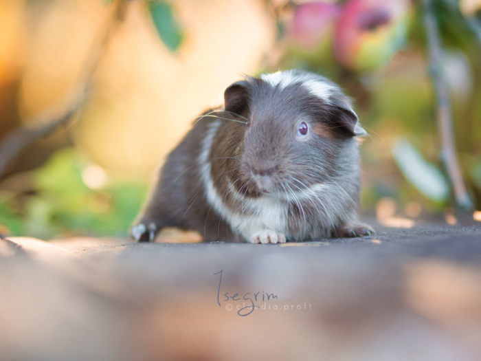 Isegrim