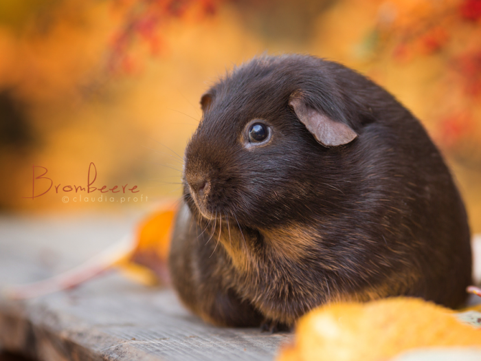 Brombeere