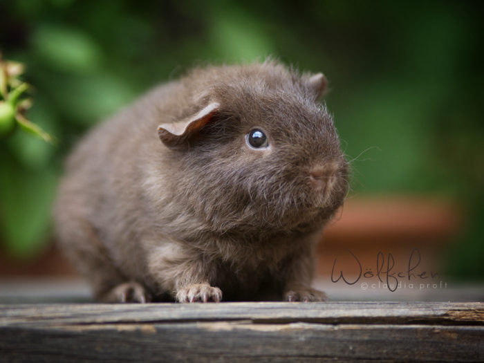 WÖLFCHEN