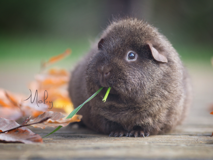 Moby