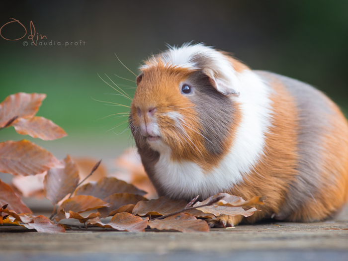 Odin, English Crested in Slate Blue-Gold-Weiß