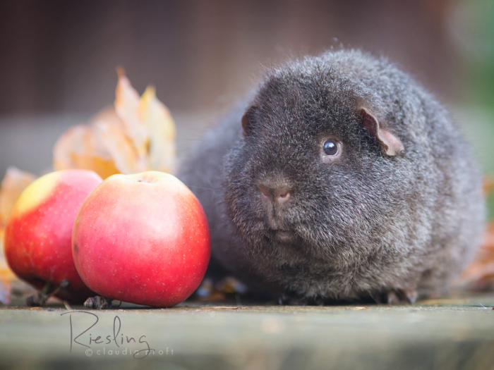 Riesling, Rex in Solid Cinnamonagouti