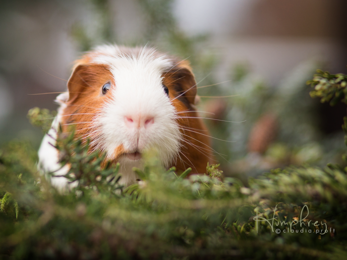 Humphrey