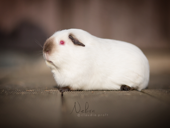Nebra