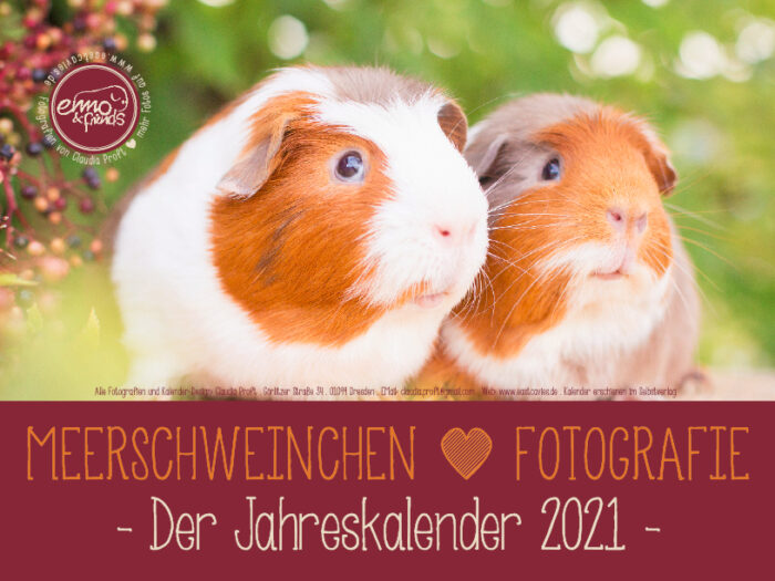 Meerschweinchenkalender