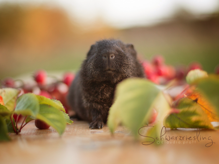 Rexmeerschweinchen