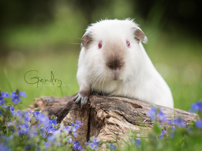 Gendry