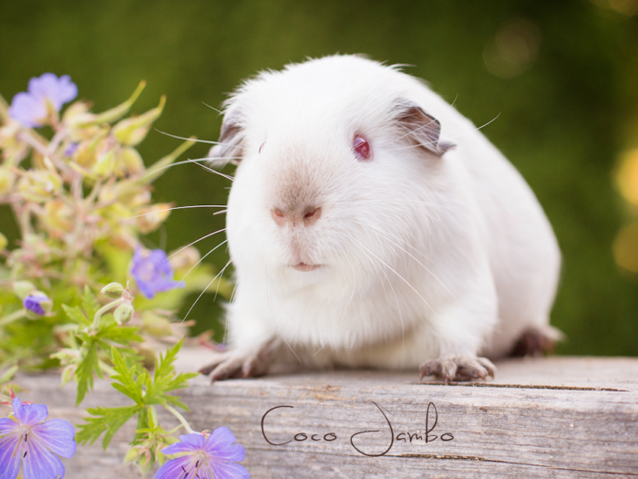Abgabetier Coco Jambo
