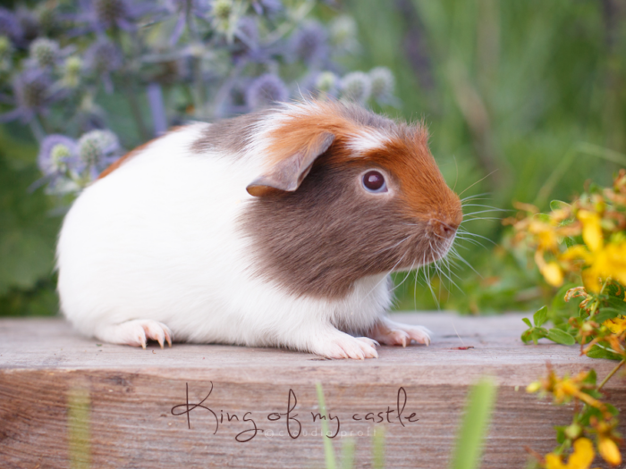 Abgabetier King of my castle