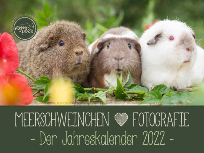 Meerschweinchenkalender 2022