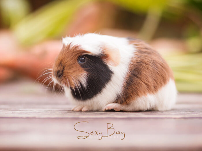 Sexy Boy