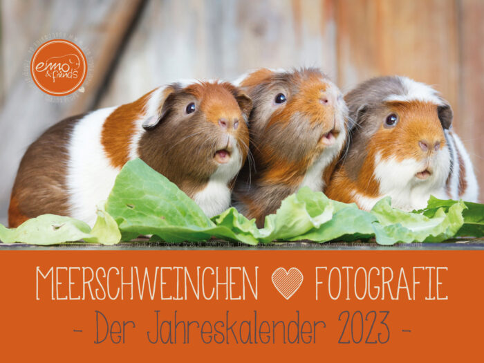 Meerschweinchenkalender